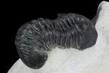 Morocconites Trilobite Fossil - Morocco #127006-3